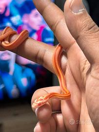 Serpente del grano albino