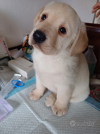 Cuccioli Labrador