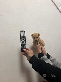 Cucciolo TAGLIA PICCOLA Mini toy