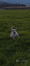 Amstaff