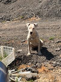 Dogo argentino femmina
