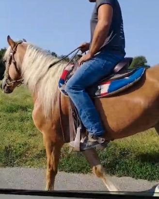 Cavallo Haflinger