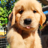 Golden Retriever Americano cuccioli