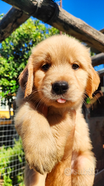 Golden Retriever Americano cuccioli