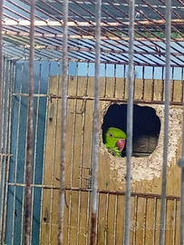 Parrocchetto da collare