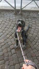 Cucciolo cane