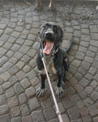 Cucciolo cane