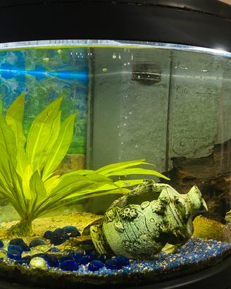 Acquario completo
