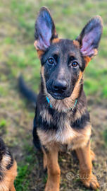 Disponibili cuccioli di pastore tedesco