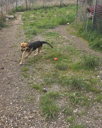 Cane meticcio