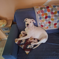 Cucciola Pitbull bianca straordinaria