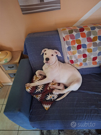 Cucciola Pitbull bianca straordinaria