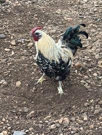 Gallo