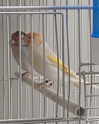 Cardellini Mayor