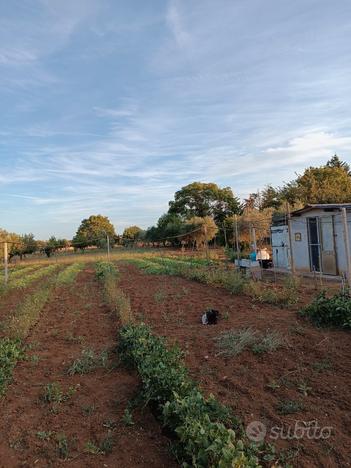 Terreno agricolo