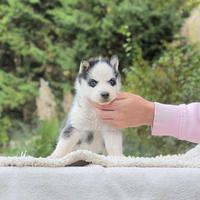 Cucciolo di Siberian Husky occhi azzurri
