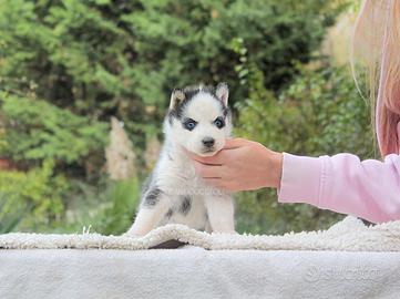 Cucciolo di Siberian Husky occhi azzurri