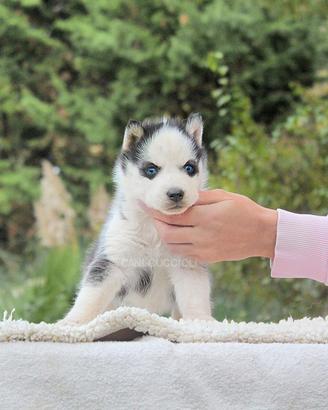 Cucciolo di Siberian Husky occhi azzurri
