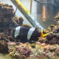 Amphirion Clarkii pesce acquario marino