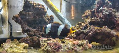 Amphirion Clarkii pesce acquario marino