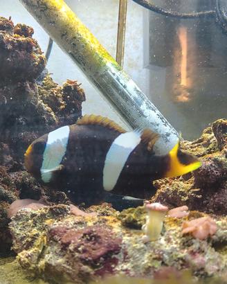 Amphirion Clarkii pesce acquario marino