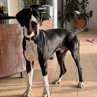 Alano mantel nero disponibile per accoppiamento