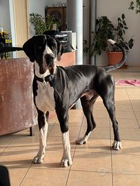 Alano mantel nero disponibile per accoppiamento