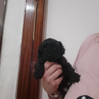 Barboncino Toy femmina