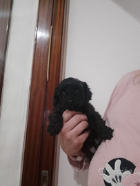 Barboncino Toy femmina