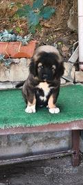 Cane da pastore dell Caucaso regolare pedigree