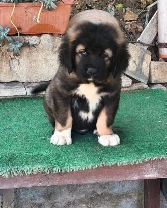 Cane da pastore dell Caucaso regolare pedigree