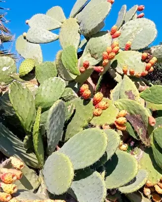 5 Pale di fichi d'India Siciliane