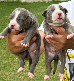Cuccioli Pit bull