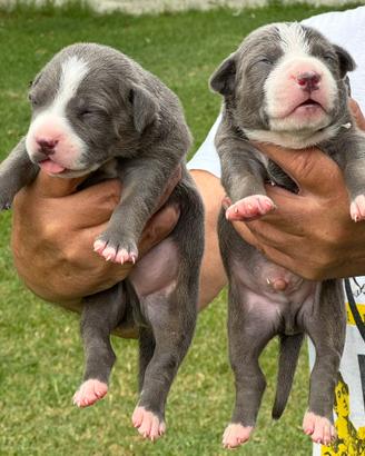 Cuccioli Pit bull