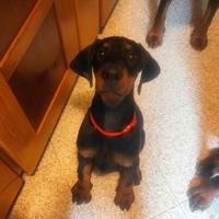 Cucciola dobermann con pedigree