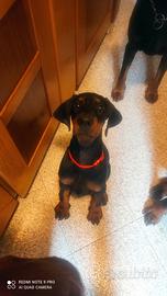 Cucciola dobermann con pedigree