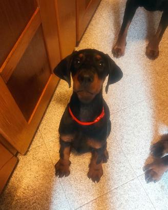 Cucciola dobermann con pedigree