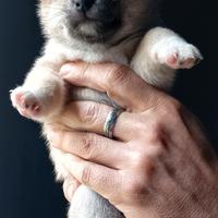 Shiba inu pedigree cuccioli
