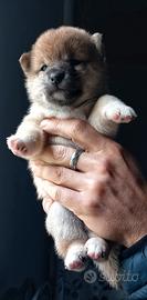Shiba inu pedigree cuccioli