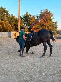 Cavallo