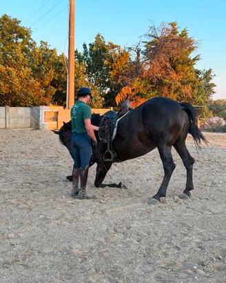 Cavallo