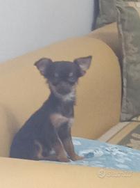 Chihuahua