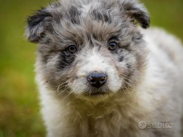 Cucciola pastore australiano merle