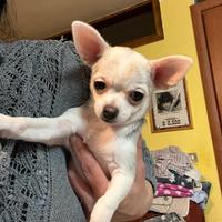 Chihuahua