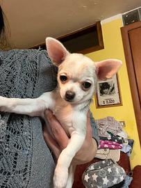 Chihuahua