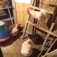 Galline e galli