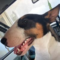 Bull terrier