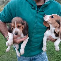 Beagle cuccioli