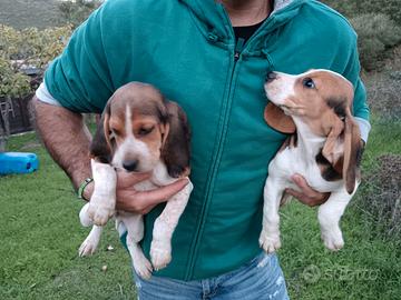 Beagle cuccioli