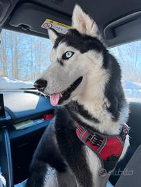 Siberian husky maschio disponibile per monta